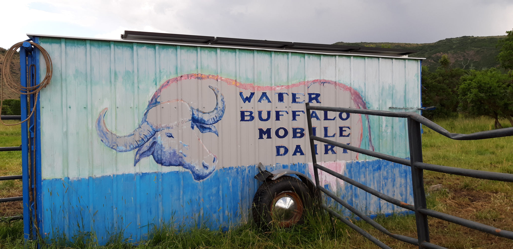 water buffalo-3-dd gerdin.jpg
